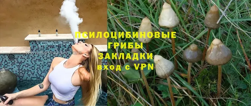 Галлюциногенные грибы Psilocybe  Кремёнки 